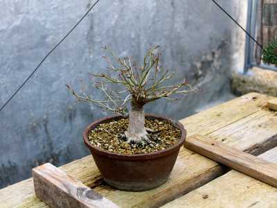 Un esempio di shoin (bonsai di piccole dimensioni), curato da un allievo della scuola bonsaistica